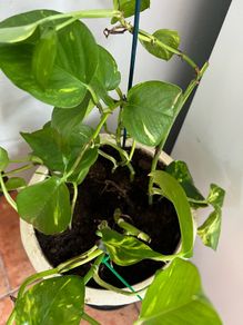 Pothos with pot