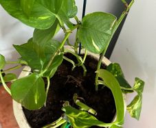 Pothos with pot