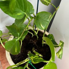 Pothos with pot
