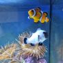 Marine tank Image 4