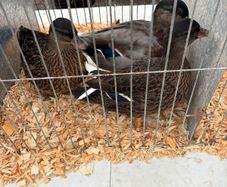 Call ducks