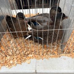 Call ducks