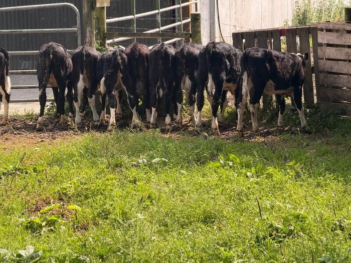 10 Hereford heifers for sale
