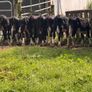 10 Hereford heifers for sale Image 6