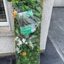 Garden Wall Trellis Image 3