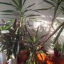 yucca plant Image 3
