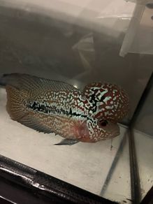 kamfa