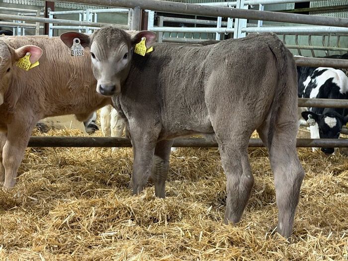 20 Charolais Heifer Calves