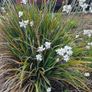 Grasses, New Zealand Iris Image 3