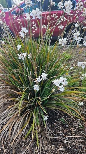 Grasses, New Zealand Iris