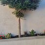 5ft trees Image 6