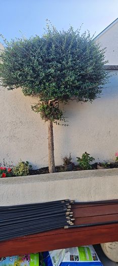 5ft trees