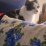 Missing Cat in Ennis Image 3