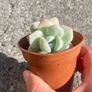 plant Image 5