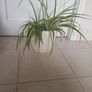 Spider plant with ceramic pot Image 2