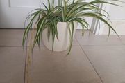 Spider plant with ceramic pot