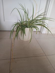 Spider plant with ceramic pot