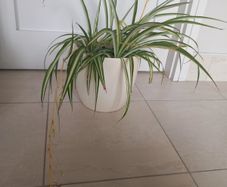 Spider plant with ceramic pot