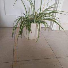 Spider plant with ceramic pot