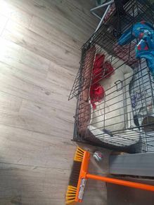 large dog crate