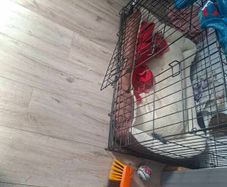 large dog crate