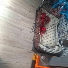 large dog crate