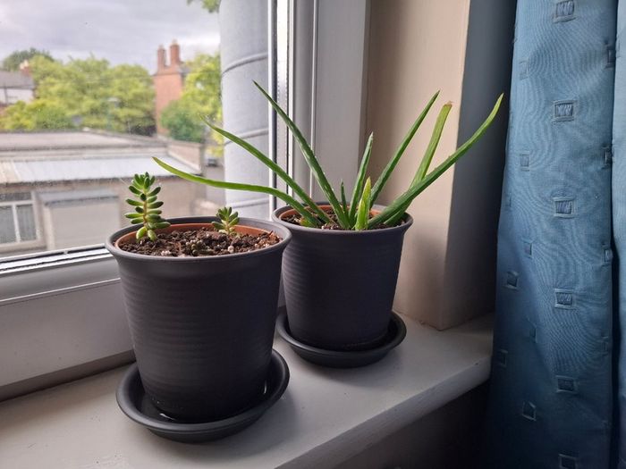 2 cacti plants per picture