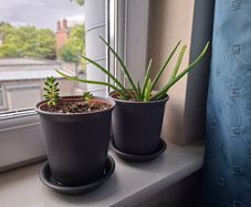 2 cacti plants per picture