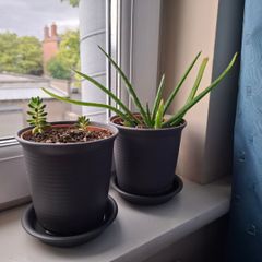 2 cacti plants per picture