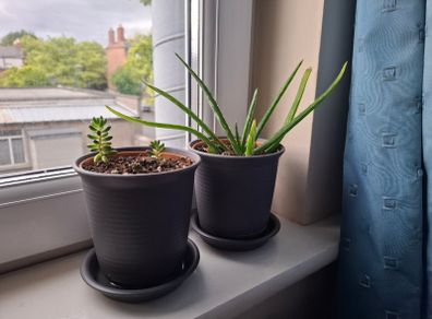 2 cacti plants per picture