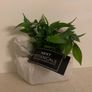 Swan Plant Image 3