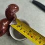 Quail Squirrel Egg Cup Image 3