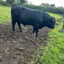 Pedigree Angus Bulls Image 2