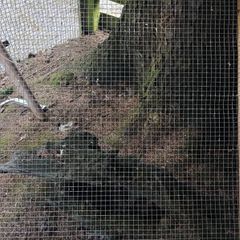 cage