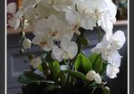 Extra Large Beautifull Flower like real 60 cm tall