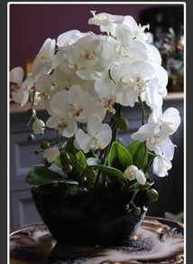 Extra Large Beautifull Flower like real 60 cm tall