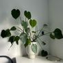 Big monstera plant Image 3