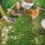 chicks Image 4