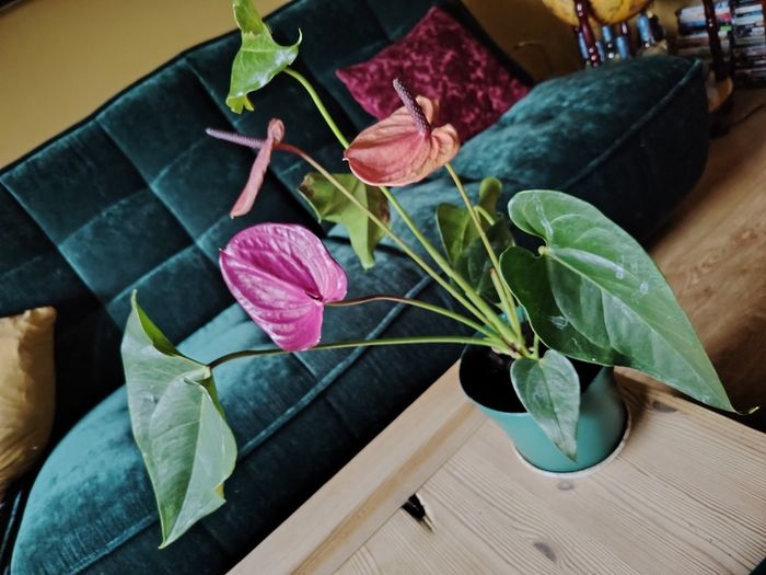 Anthurium Louisiana