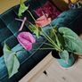 Anthurium Louisiana Image 5