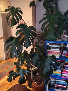 plant