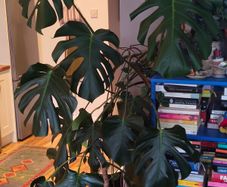 plant