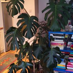 plant