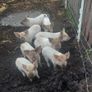 Weaner piglets Image 2