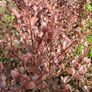 Flowering Shrubs, Two Euros Image 9