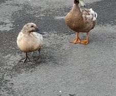 Khaki campell pair