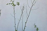 Alder Trees