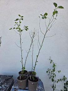 Alder Trees