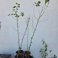 Alder Trees