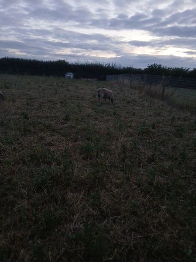 2 lambs for sale